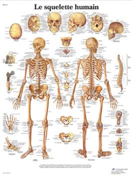 Anatomical board, human skeleton