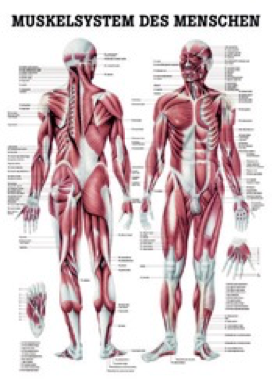 Anatomical plate human musculature