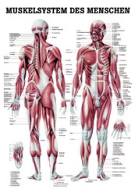 tablero anatómico musculatura humana