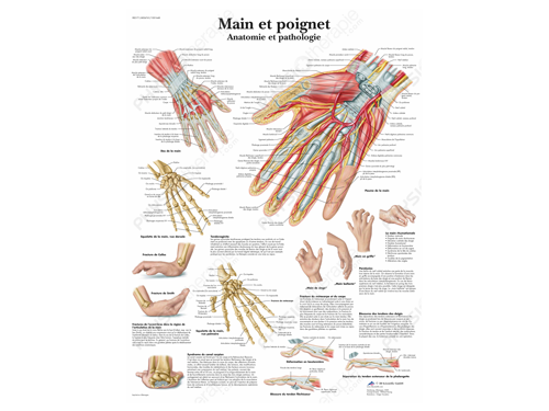 Planche anatomique main et poignet