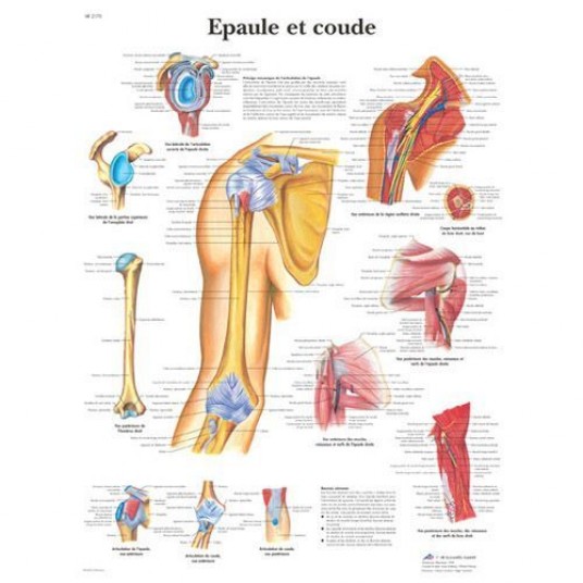 Planche anatomique épaule et coude