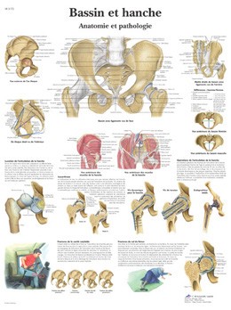 Anatomical board
 hip and pelvis