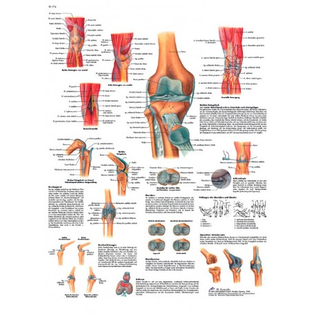 Planche anatomique articulation du genou