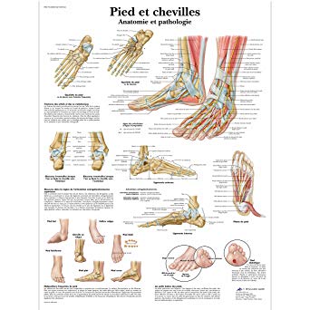 Planche anatomique pied et cheville