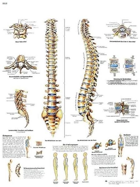 Anatomical board of the vertebral column