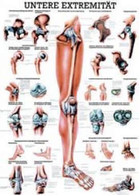 Chart "lower limb"