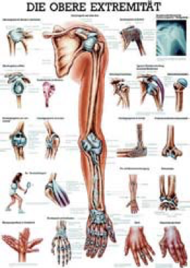 Chart "upper limb"