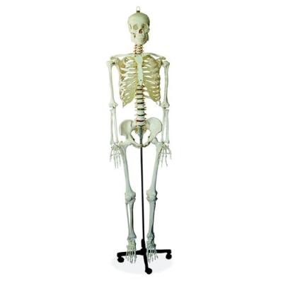 Skeleton, human with stand, mini