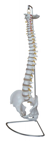 Skeleton, spine, with pelvis, on stand 