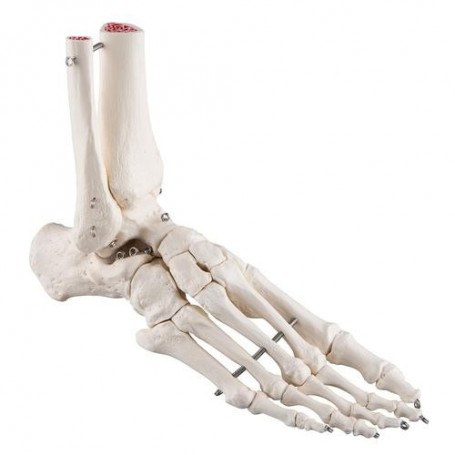 Squelette du pied