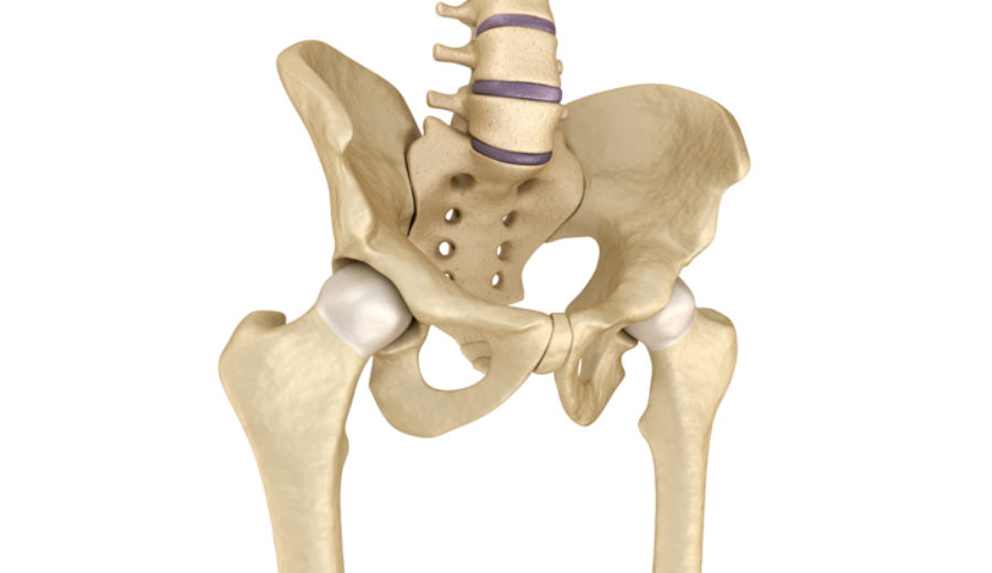 Skeleton, hip joint