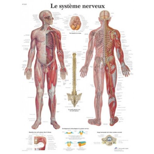 Placa anatómica para el sistema nervioso.