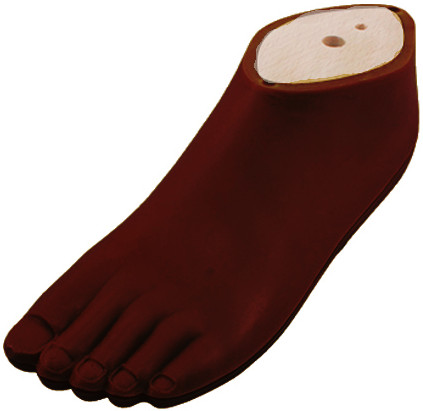 SACH foot, adult