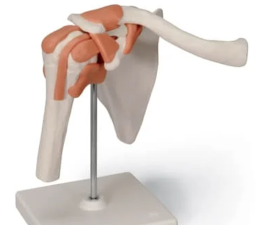 [00 T 12.10] Skeleton, shoulder joint