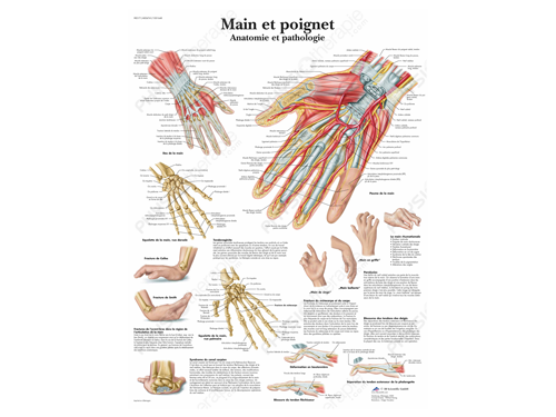 [00 T 11.3] Tablero anatómico de mano y muñeca.