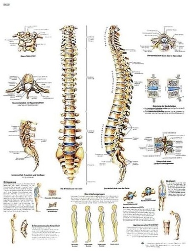 [00 T 11.1] Planche anatomique colonne vertebrale