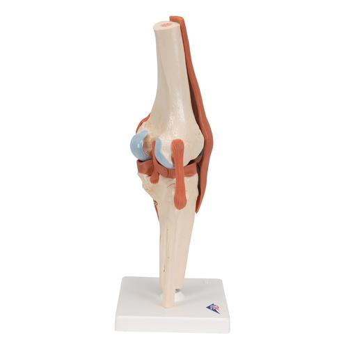 [00 T 12.6] Skeleton, knee joint