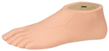 SACH foot with separate toes, adult